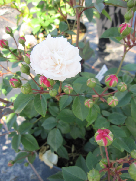 Rosa Little White Pet